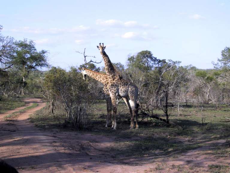 Giraffen im Mhaya Game Resort in Swaziland