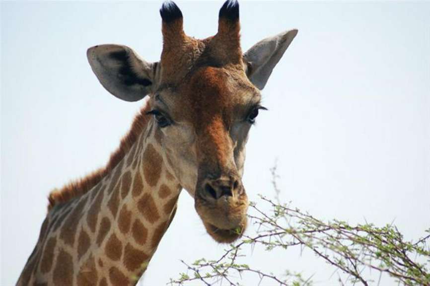 Giraffe
