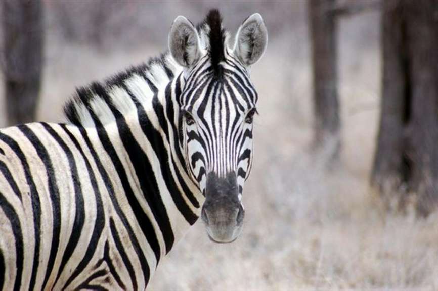 Zebra