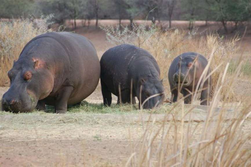 Hippos