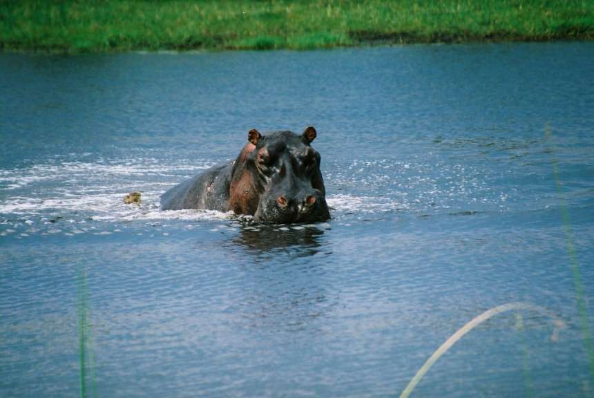 Ein Flusspferd schwimmt im Wasser und schaut in die Kamera