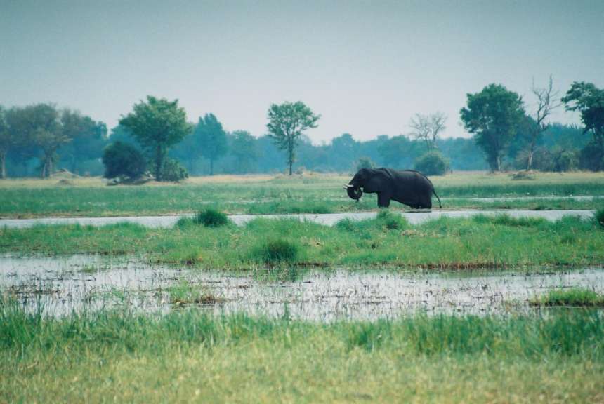 Ein Elefant steht in einem Feld mit Wasser
