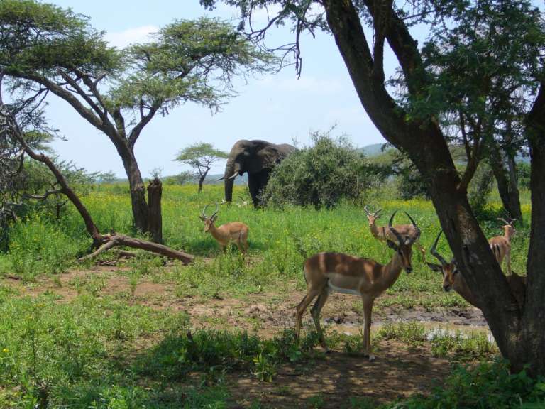 Umfolozi Park
