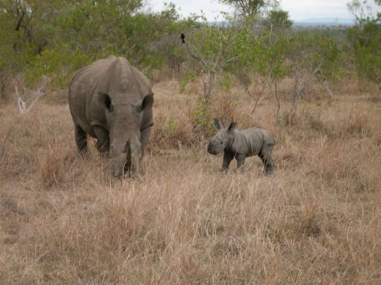 Mutter und Kind (II) (Swaziland)