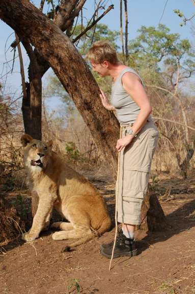 Zimbabwe: Lion Walk