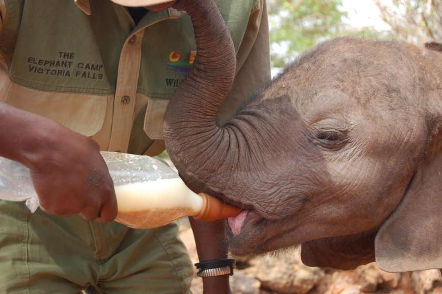 Zimbabwe. Elephant Back Safari - hier Chizi