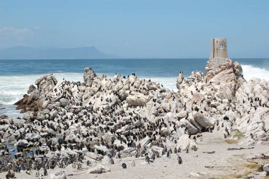 Südafrika, Betty's Bay: Piguin Kolonie