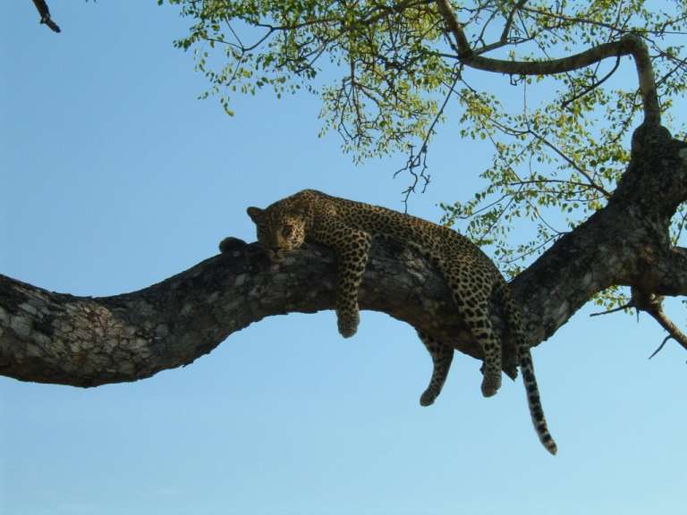 Ein Leopard liegt auf einem Ast eines Baumes