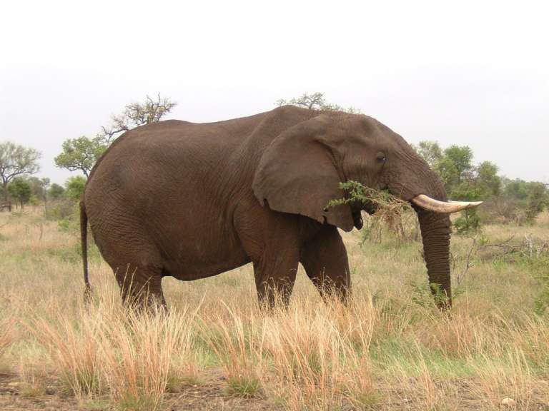 Ein Elefant steht in einem Feld und frisst Gras