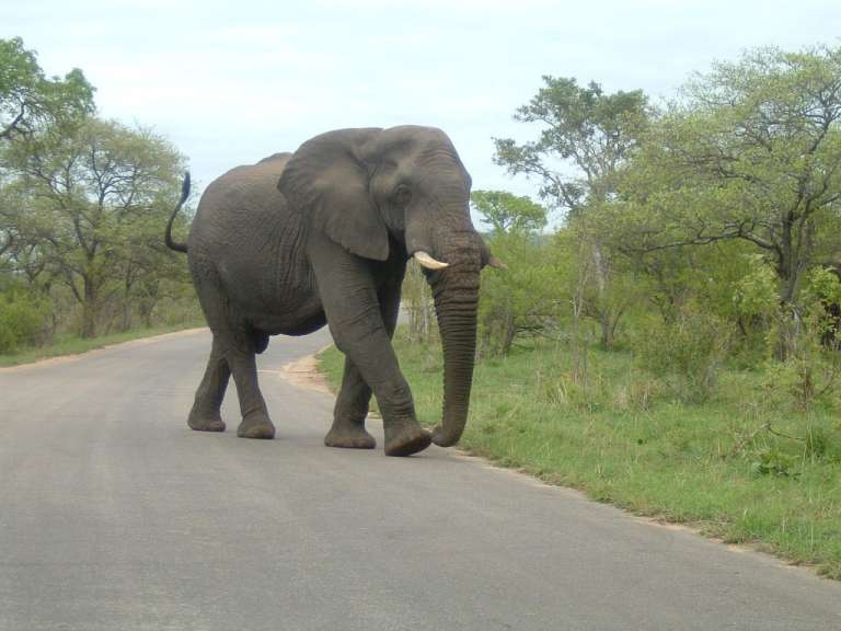 Ein großer elefant geht auf einer straße