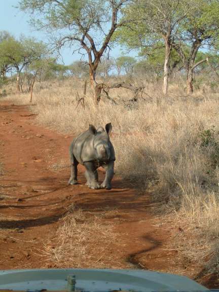 Ein Nashorn steht auf einem Feldweg und schaut in die Kamera