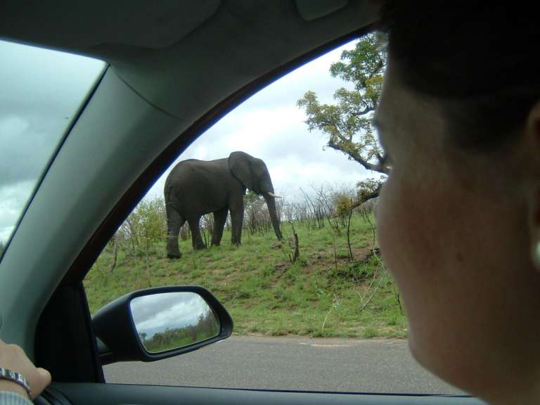 Eine Frau schaut aus dem Fenster eines Autos auf einen Elefanten