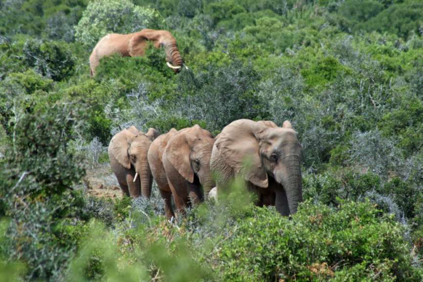 Addo Elephant Park