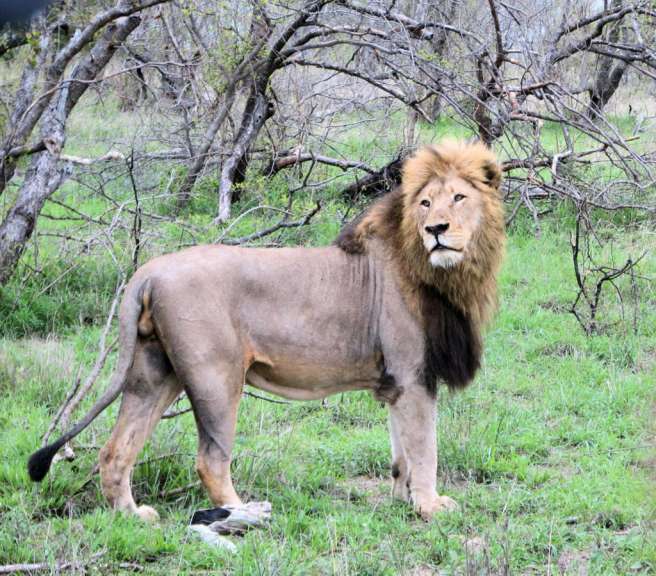Löwe im Sabie Sand Reserve