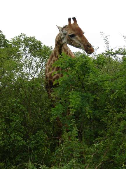 Eine giraffe steht in einem busch und frisst blätter