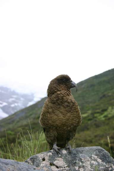 Kea bei Wanaga