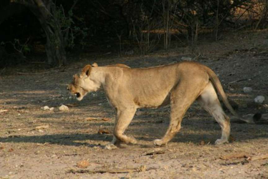 Am Chobe River