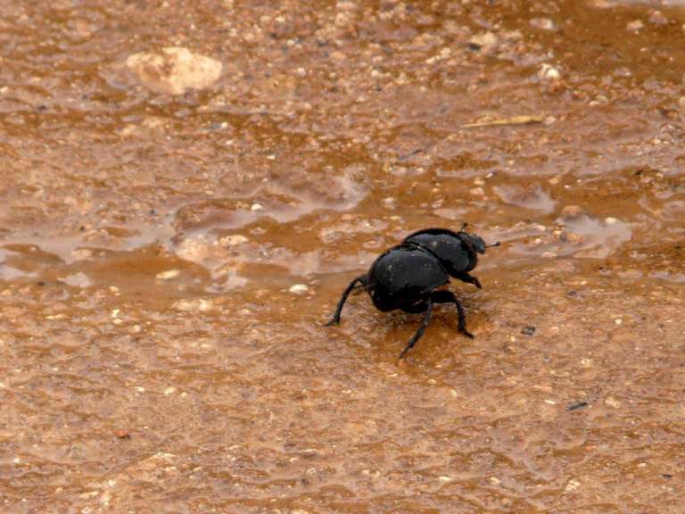 Dung Beetle