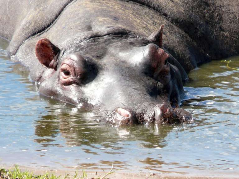Nilpferd