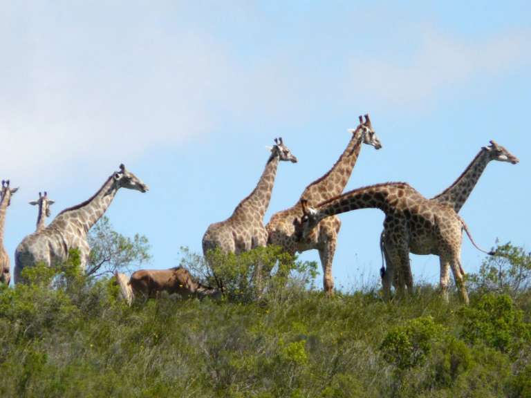 Giraffen
