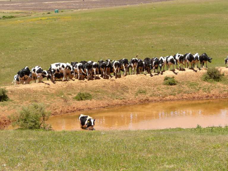 Domestic Buffalos