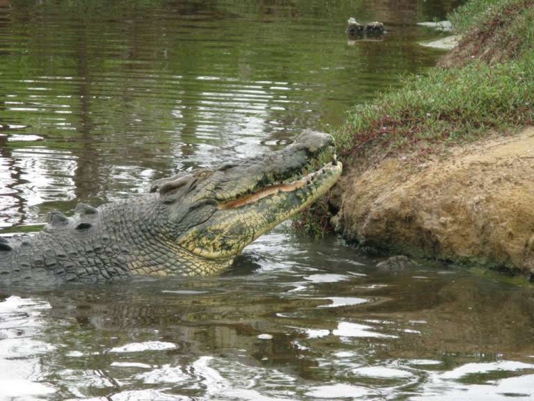 Krokodilfarm Koorana