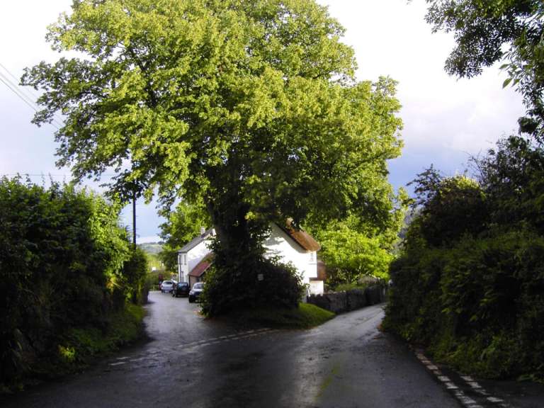 Eine Straße mit einem großen Baum an der Seite