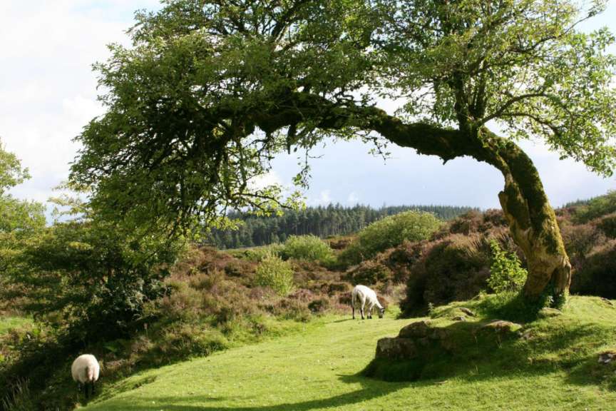 Schafe grasen unter einem Baum in einem Feld