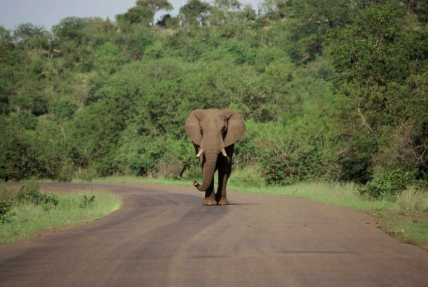 Ein Elefant geht mitten auf einer Straße