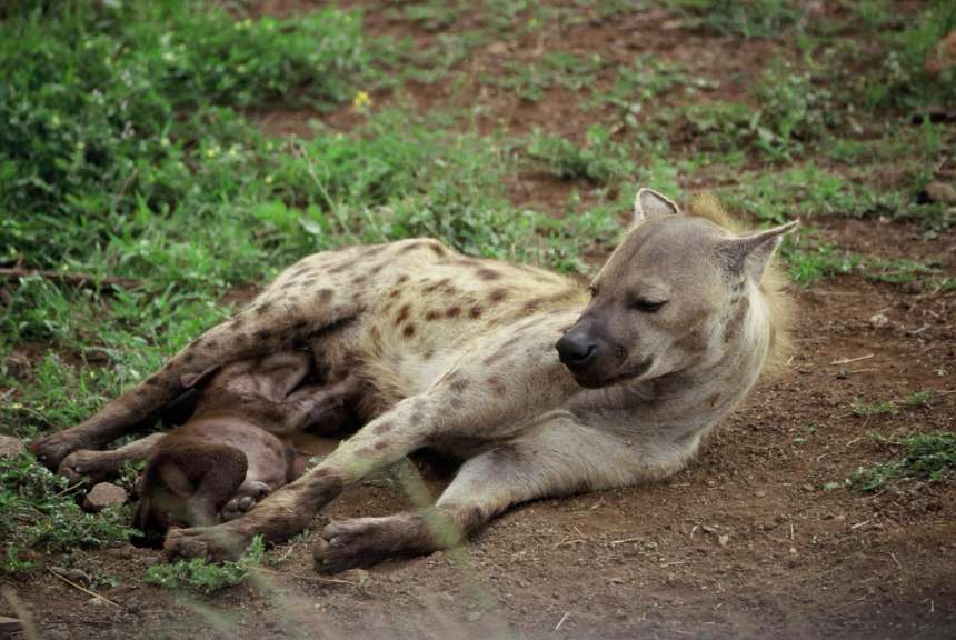 Eine Nahaufnahme einer Hyena, die auf dem Boden liegt