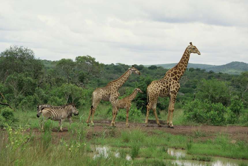 Giraffen und Zebras im Hluhluwe-Park