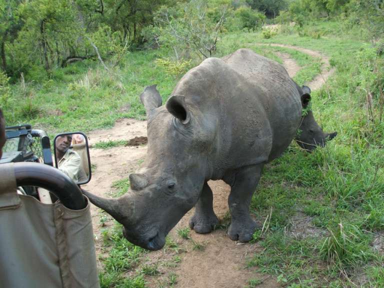 Nashorn beim Hornschärfen