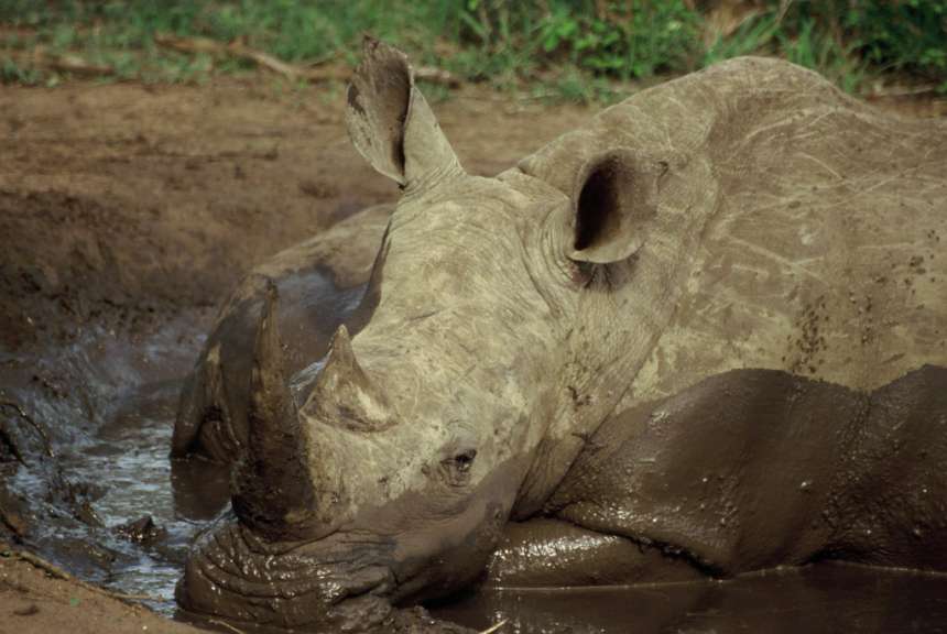 Nashorn 