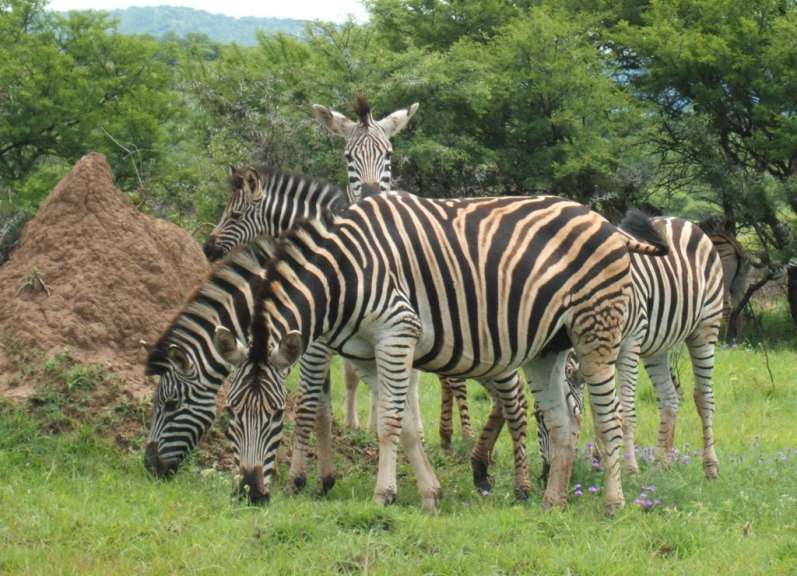 Zebras im Weenen Park