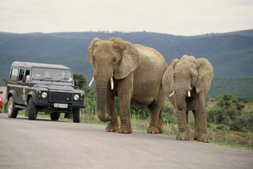 Addo Elephant Park
