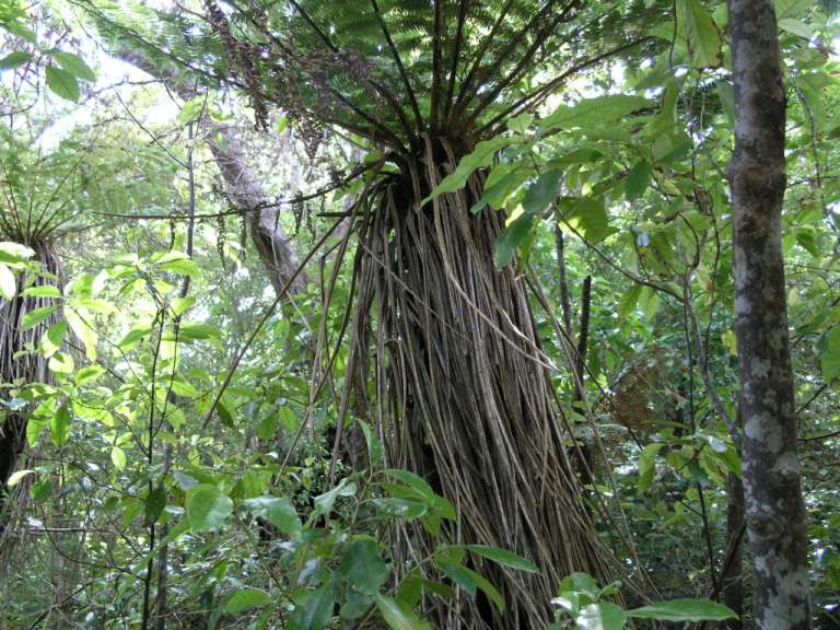 Weibliche Fern Trees haben einen Rock an