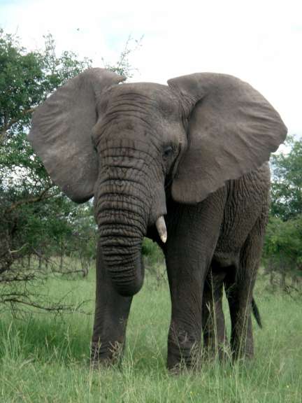 Ein elefant steht in einem grasbewachsenen feld und schaut in die kamera