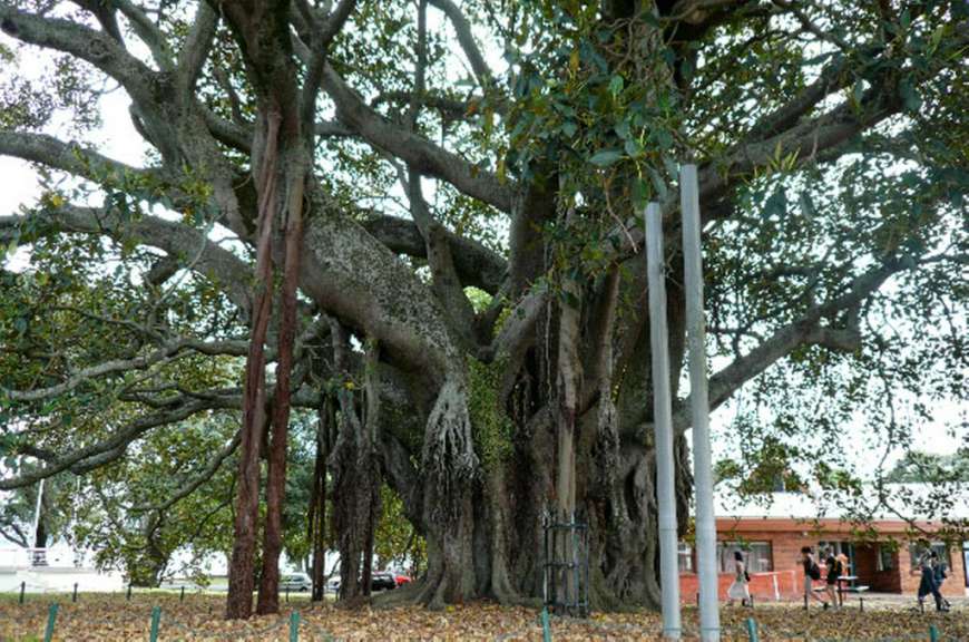 Baum in Devonport