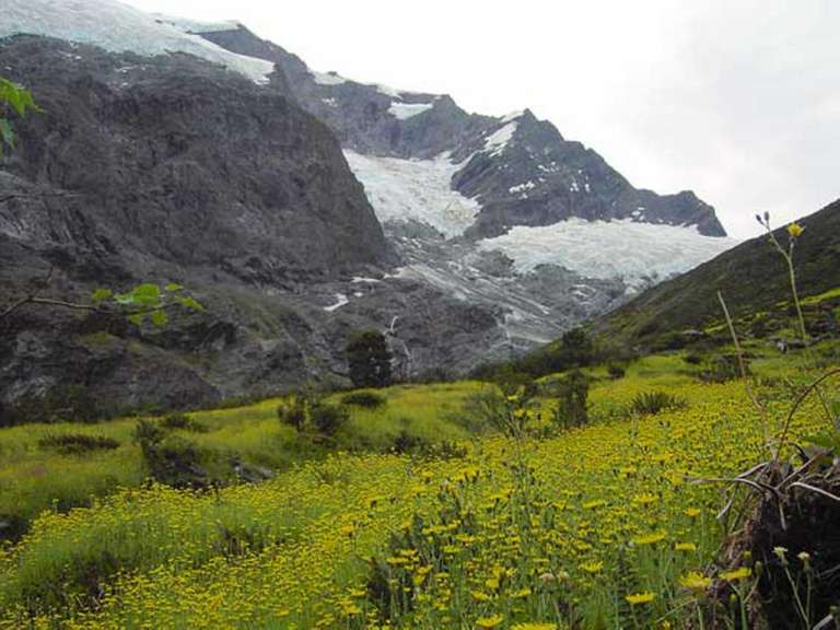 Ein Feld mit gelben Blumen vor einem schneebedeckten Berg