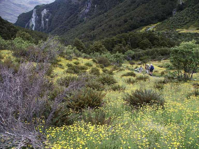 Eine Gruppe von Menschen geht durch ein Feld mit gelben Blumen .