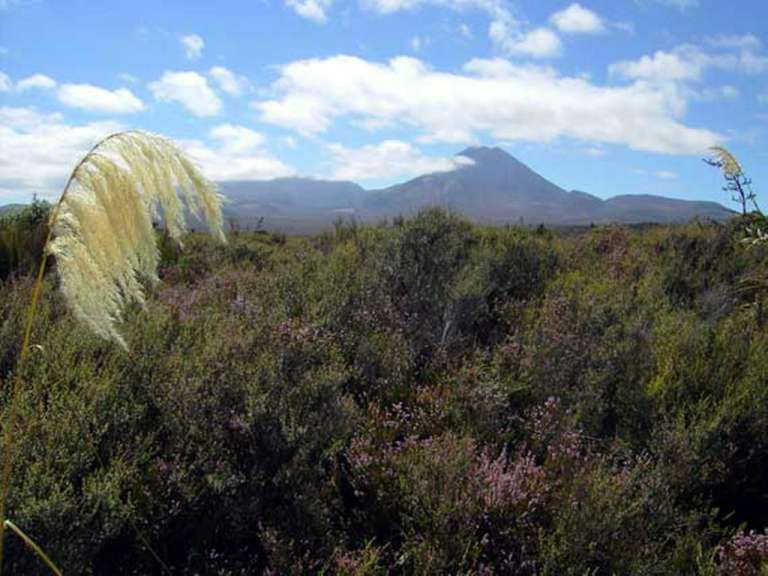 Ein Feld mit Bäumen und Blumen mit einem Berg im Hintergrund .