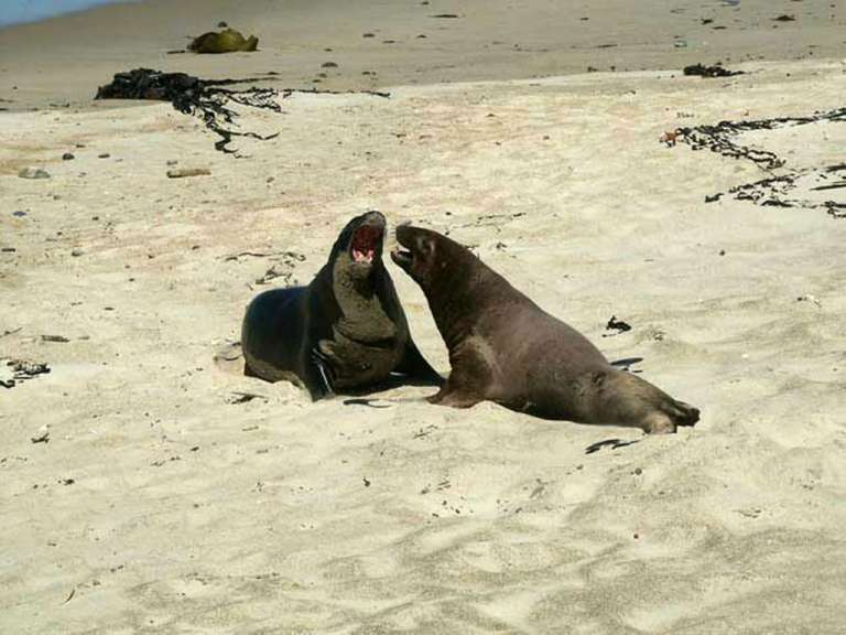 Zwei Seelöwen spielen miteinander am Strand .