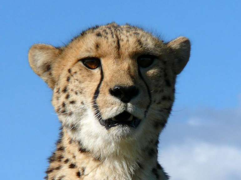Gepard