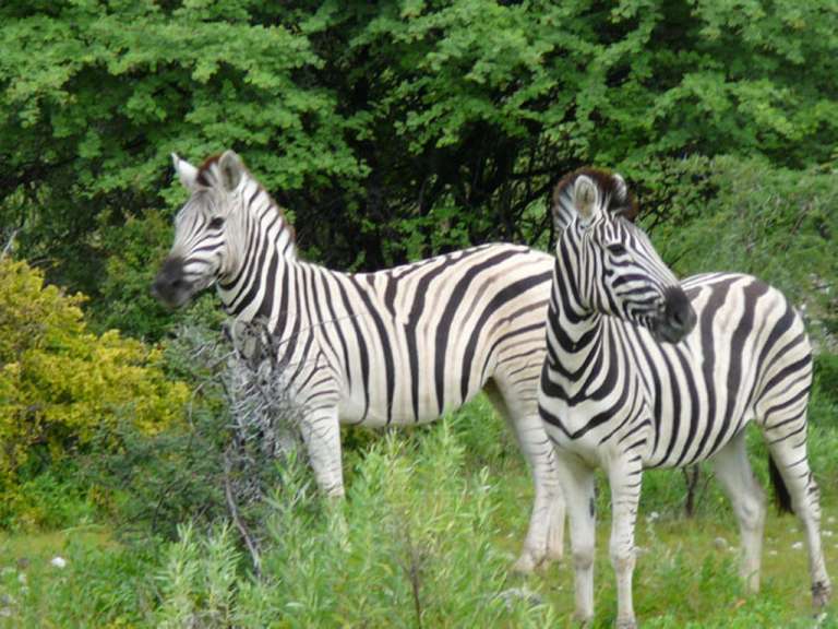 Zebras