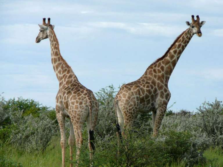 Giraffen