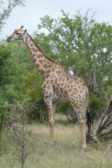Giraffe Krüger National Park