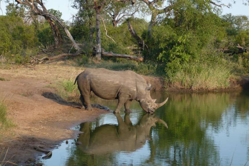 Nashorn im Game Reserve / Swaziland 
