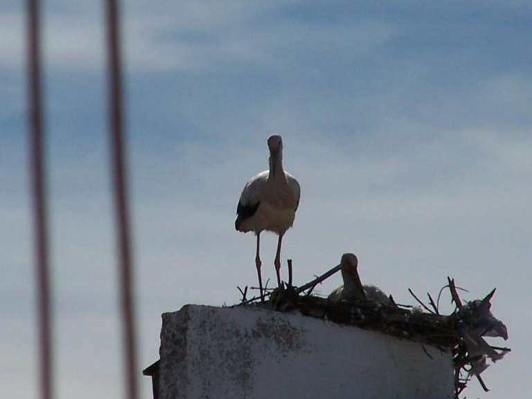 Storchenpaar in Conil (Dachterrasse)