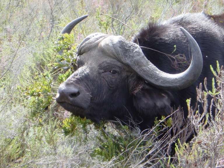 Im Plettenberg Game Reserve