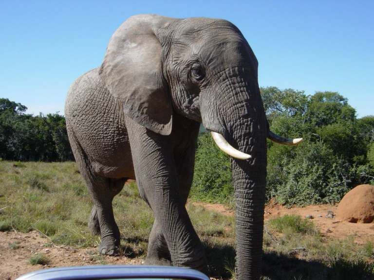 In ADDO